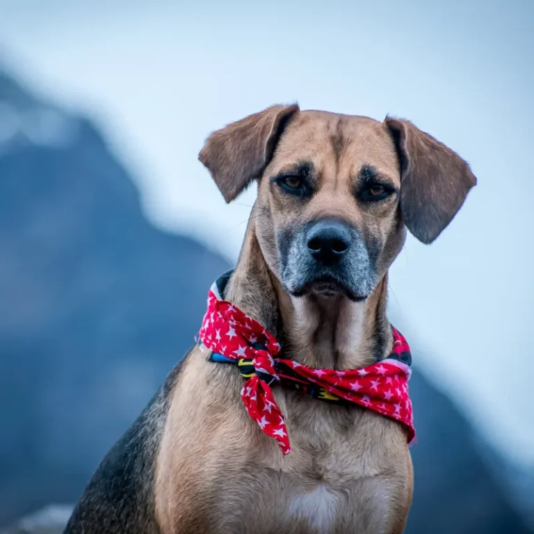 Princes, la mascota del equipo anti estrés de Cusco Creativos, con pañuelo rojo